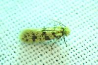 Eumasia parietariella