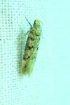 Bryotropha domestica
