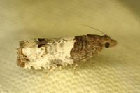 Notocelia roborana