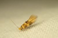 Bucculatrix thoracella