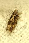 Zeiraphera isertana