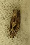 Zeiraphera isertana