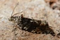 Eudemis profundana