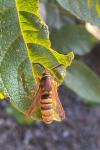 Sesia bembeciformis