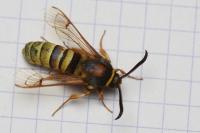 Sesia bembeciformis
