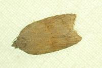 Acleris sparsana