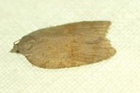 Acleris sparsana