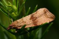 Celypha striana