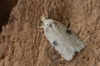 Agonopterix propinquella