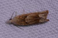 Eucosma conterminana
