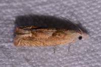 Eucosma conterminana