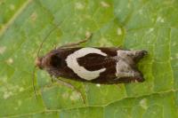 Epiblema foenella