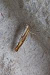Argyresthia albistria/semitestacella