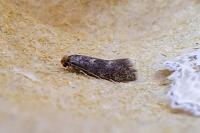 Infurcitinea