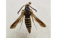 Paranthrene tabaniformis