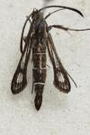 Chamaesphecia mysiniformis