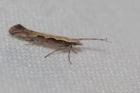 Plutella xylostella