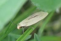 Agonopterix pallorella