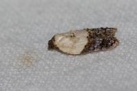 Acleris variegana