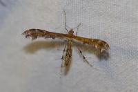 Oxyptilus
