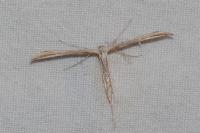 Emmelina monodactyla