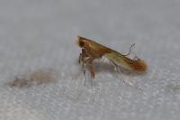 Caloptilia