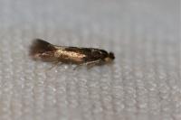 Bucculatrix nigricomella