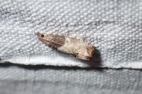 Notocelia roborana