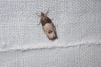 Notocelia roborana