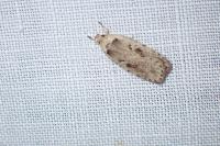 Agonopterix ocellana
