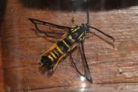 Synanthedon vespiformis