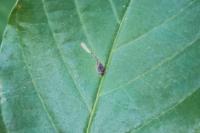 Bucculatrix frangutella