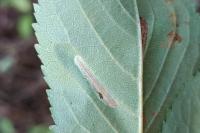 Phyllonorycter hostis