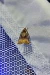 Archips podana