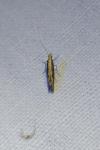 Plutella xylostella