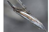 Pleurota aristella