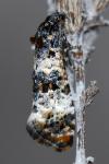 Hysterophora maculosana