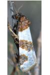 Periclepsis cinctana