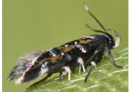Pancalia leuwenhoekella