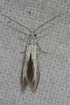 Coleophora