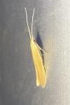Coleophora