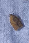 Clepsis consimilana