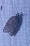 Acleris sparsana