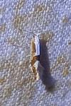 Argyresthia pruniella