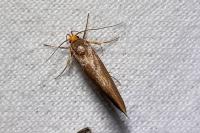Crassa unitella