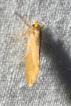 Crassa unitella