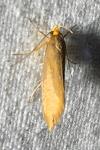 Crassa unitella