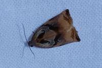 Archips podana