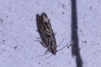 Zeiraphera isertana