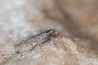 Scrobipalpula psilella